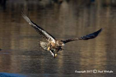 Imm Bald Eagle Fishing5.jpg
