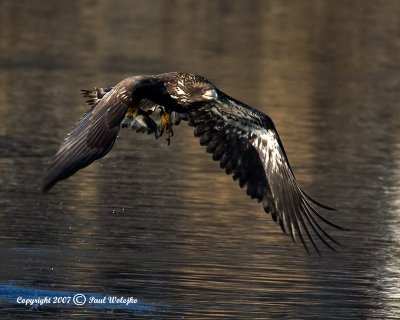 Imm Bald Eagle Fishing6.jpg