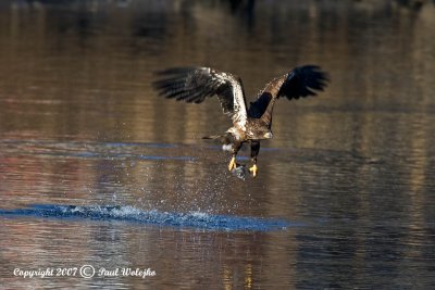 Imm Bald Eagle Fishing7.jpg
