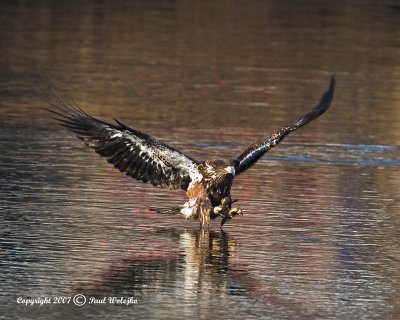 Imm Bald Eagle Fishing8.jpg