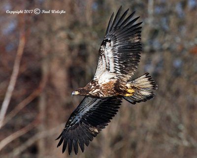 Imm Bald Eagle Flying.jpg