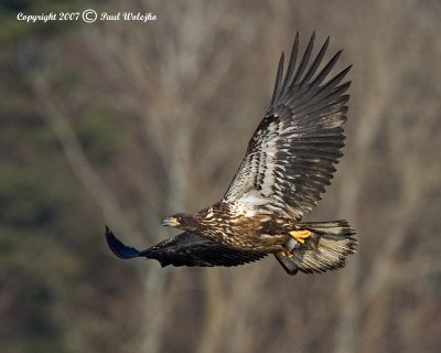 Imm Bald Eagle Flying2.jpg