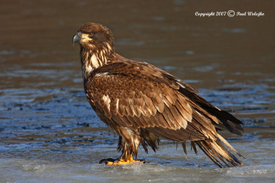 Imm Bald Eagle.jpg