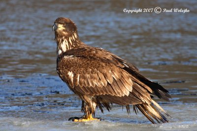 Imm Bald Eagle2.jpg