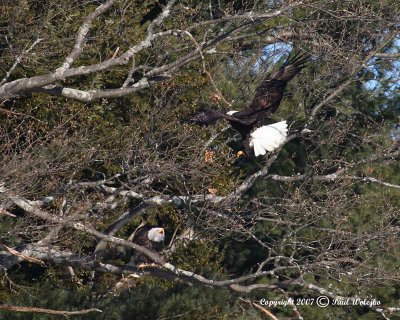Two Adult Bald Eagles in Tree.jpg
