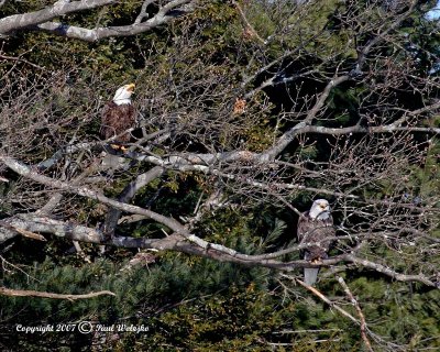 Two Adult Bald Eagles in Tree2.jpg