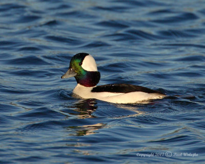 Bufflehead1.jpg