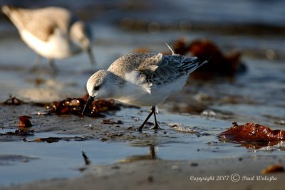 Sanderling1.jpg
