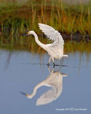 Snowy Egret2.jpg