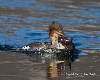 Common Merganser with Catfish.jpg