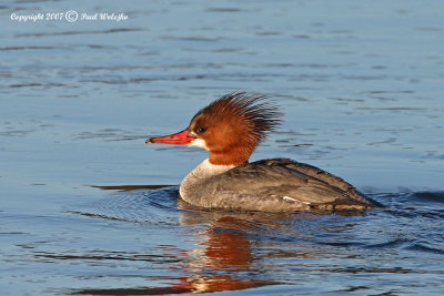 Common Merganser1.jpg