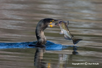 Cormorant with Catfish.jpg