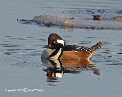Hooded Merganser.jpg