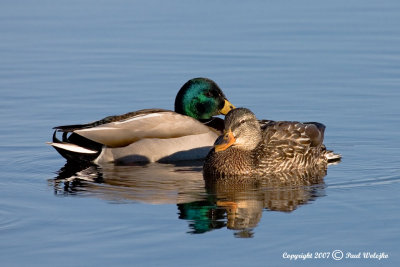 Mallard Pair1.jpg