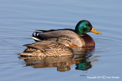 Mallard Pair2.jpg