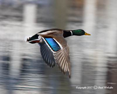 Mallard in Flight1.jpg