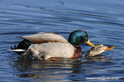 Mallards Mating.jpg