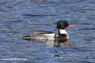 Red Breasted Merganser2.jpg
