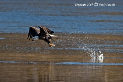 Bald Eagle with Fish1.jpg