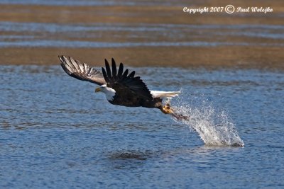 Bald Eagle with Fish2.jpg