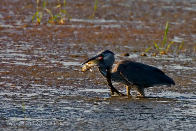 Blue Heron caught bass.jpg
