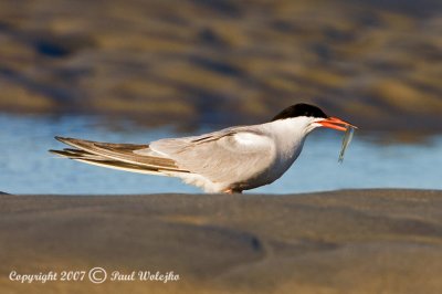 Common Tern1.jpg