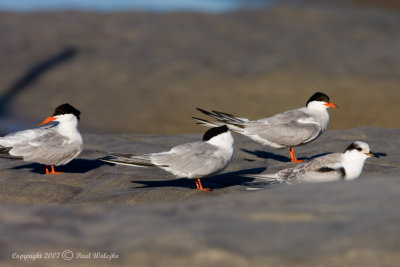 Common Terns1.jpg