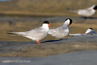 Common Terns2.jpg