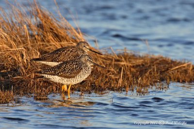 Dowitchers1.jpg