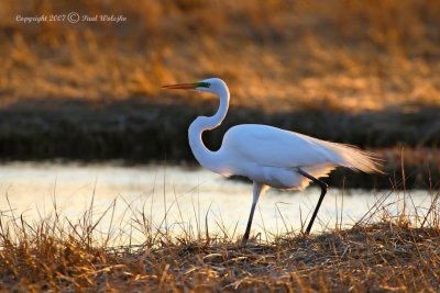 Egret1.jpg