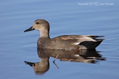 Gadwall1.jpg