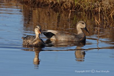 Gadwall2.jpg