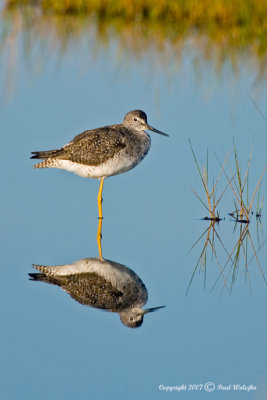 Greater Yellowlegs2.jpg