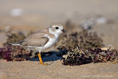 Piping Plover1.jpg