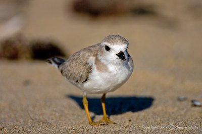 Piping Plover3.jpg
