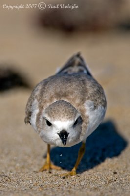 Piping Plover4.jpg
