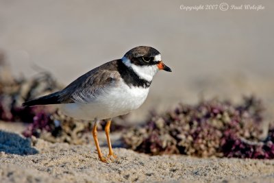Semipalmated Plover1.jpg