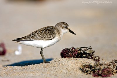 Semipalmated Sandpiper2.jpg