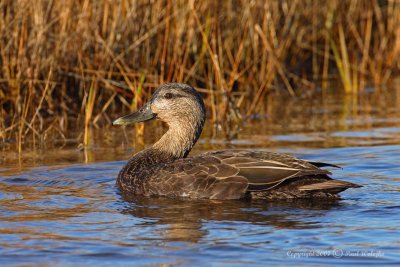 American Black Duck2.jpg