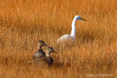 American Black Ducks1.jpg