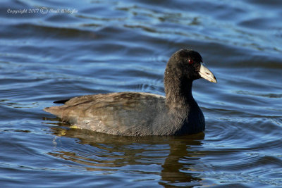 American Coot1.jpg