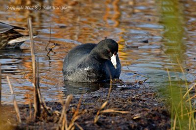 American Coot2.jpg