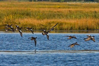 American Wigeon Flock1.jpg