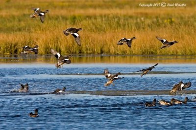 American Wigeon Flock2.jpg