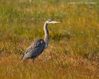 Blue Heron1.jpg