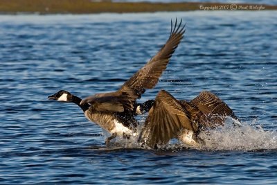 Canada Geese Fighting.jpg