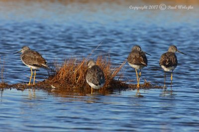 Greater Yellow Legs1.jpg