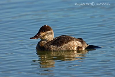 Ruddy Duck1.jpg