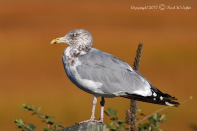Seagull1.jpg
