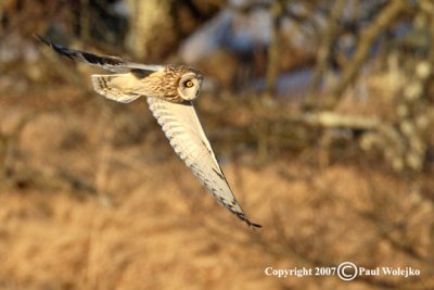 Short Eared Owl Flying.jpg